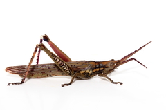 Macrolobalia ocellata