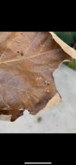 Araneae