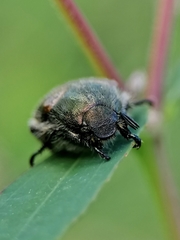Trichochrysea