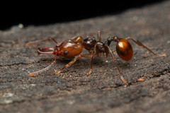 Orectognathus versicolor