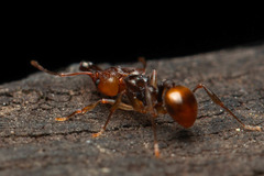 Orectognathus versicolor