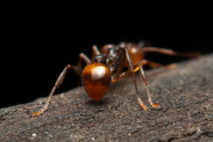 Orectognathus versicolor