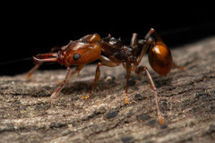 Orectognathus versicolor