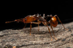 Orectognathus versicolor