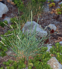 Elymus sierrae