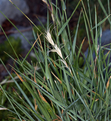 Elymus sierrae