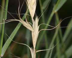 Elymus sierrae
