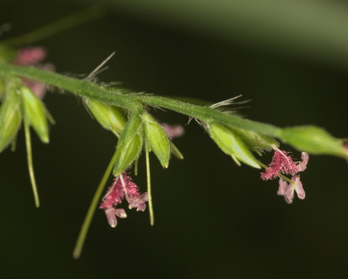 Oplismenus compositus