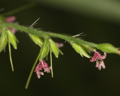 Oplismenus compositus