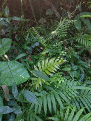 Oplismenus compositus