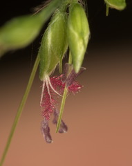 Oplismenus compositus