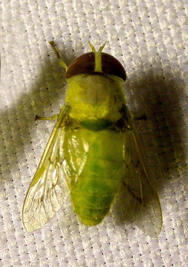 Chlorotabanus inanis