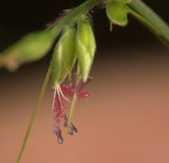 Oplismenus compositus