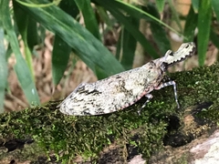 Fulgora