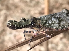 Fulgora