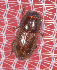 Blackburneus stercorosus