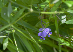 Glycine microphylla