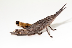 Macrolobalia ocellata