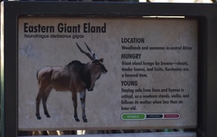 Tragelaphus derbianus gigas