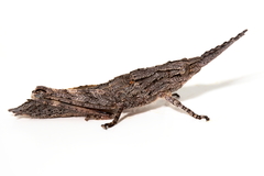 Macrolobalia ocellata