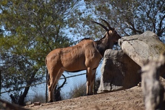 Tragelaphus derbianus gigas