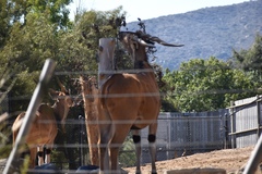 Tragelaphus derbianus gigas