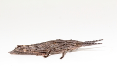 Macrolobalia ocellata