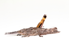 Macrolobalia ocellata