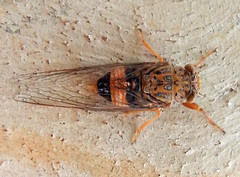 Pauropsalta similis