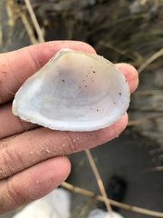 Austromacoma constricta