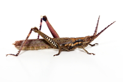 Macrolobalia ocellata