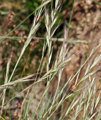 Elymus sierrae