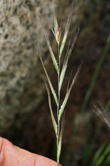 Elymus sierrae