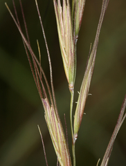 Elymus sierrae