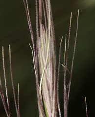 Elymus sierrae