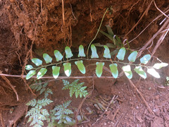Lygodium reticulatum