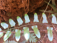 Lygodium reticulatum