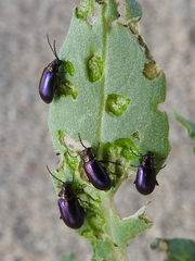 Altica torquata