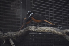 Cossypha albicapillus