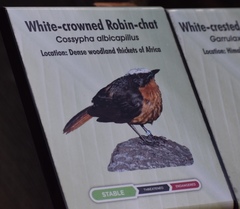 Cossypha albicapillus