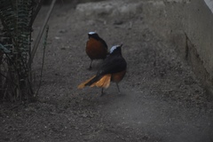 Cossypha albicapillus