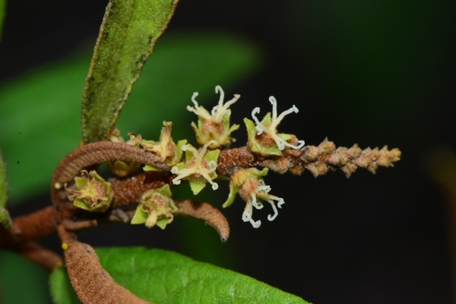 Croton megaladenus