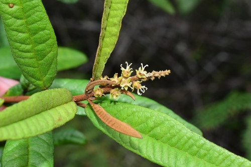 Croton impressus