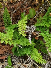 Cheilanthes hypoleuca