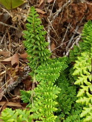 Cheilanthes hypoleuca