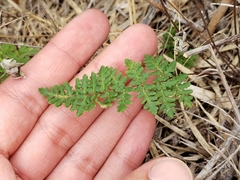 Cheilanthes hypoleuca