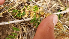Cheilanthes hypoleuca