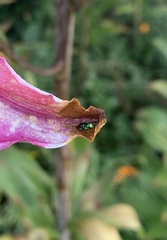Bilyaxia concinna