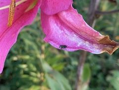 Bilyaxia concinna
