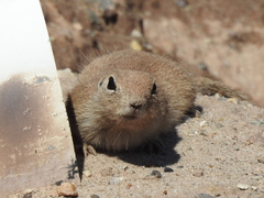 Xerospermophilus tereticaudus